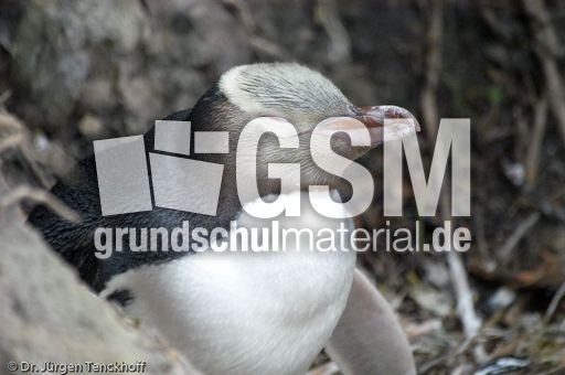 Gelbaugenpinguin (03 von 23).jpg